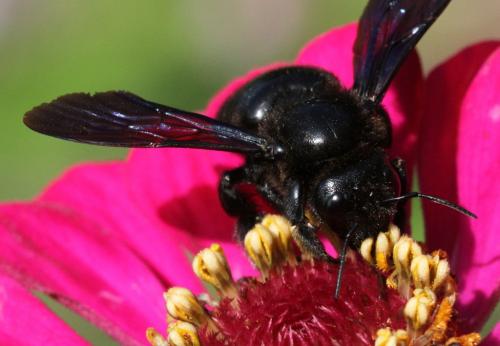 Xylocopa violacea
